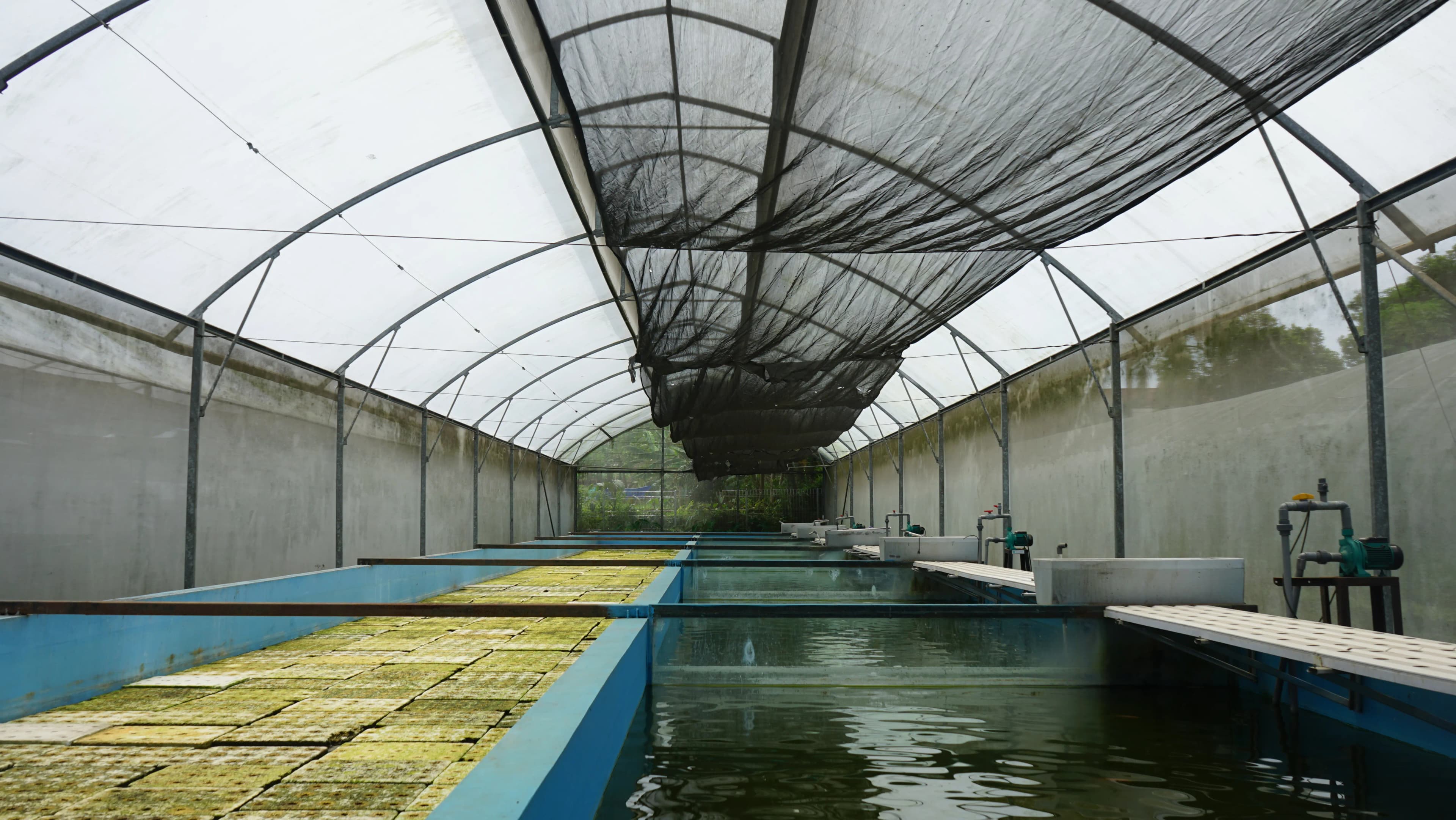Aquaponik