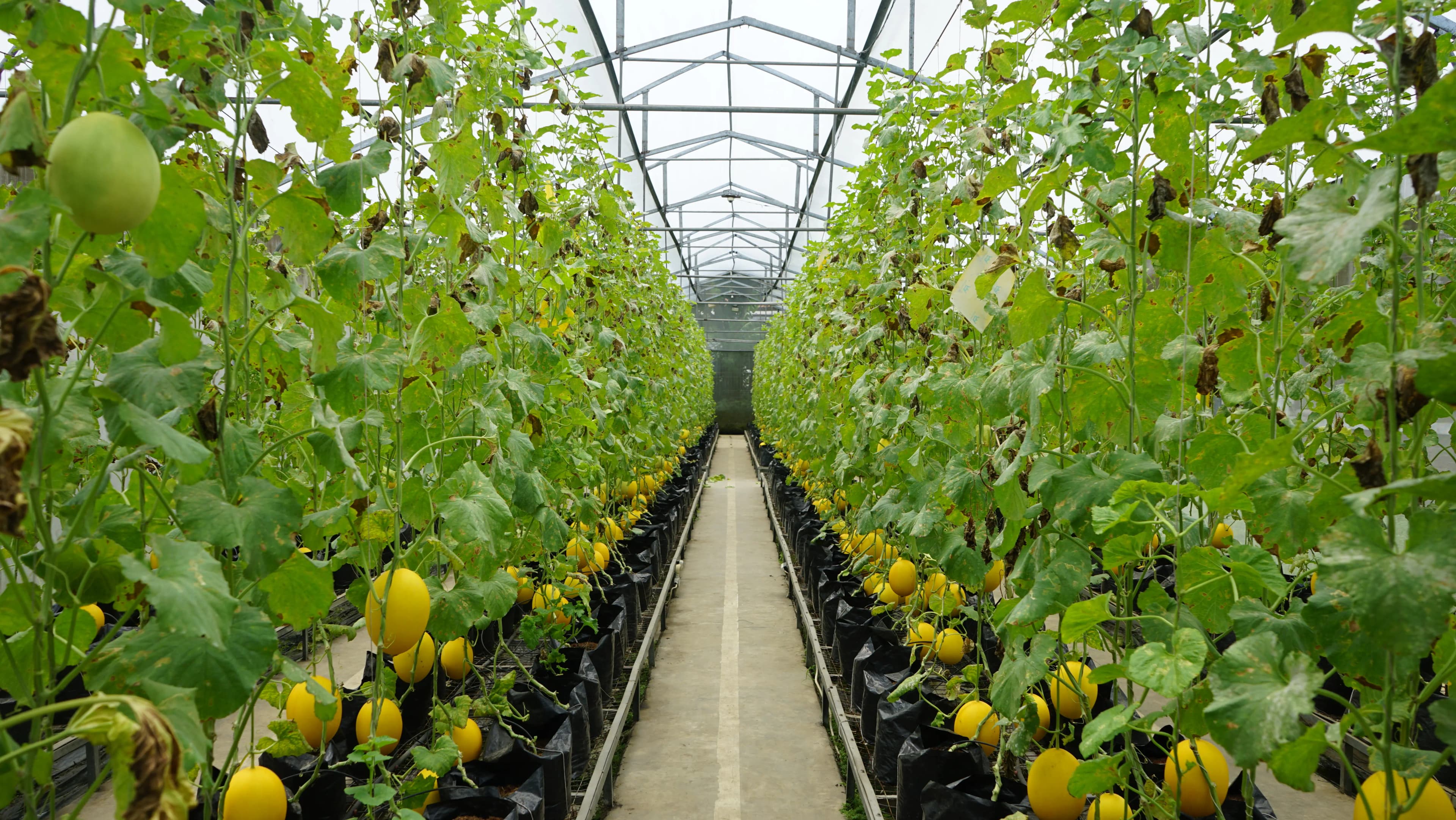 Hidroponik Substrat (Greenhouse Melon & Tomat)