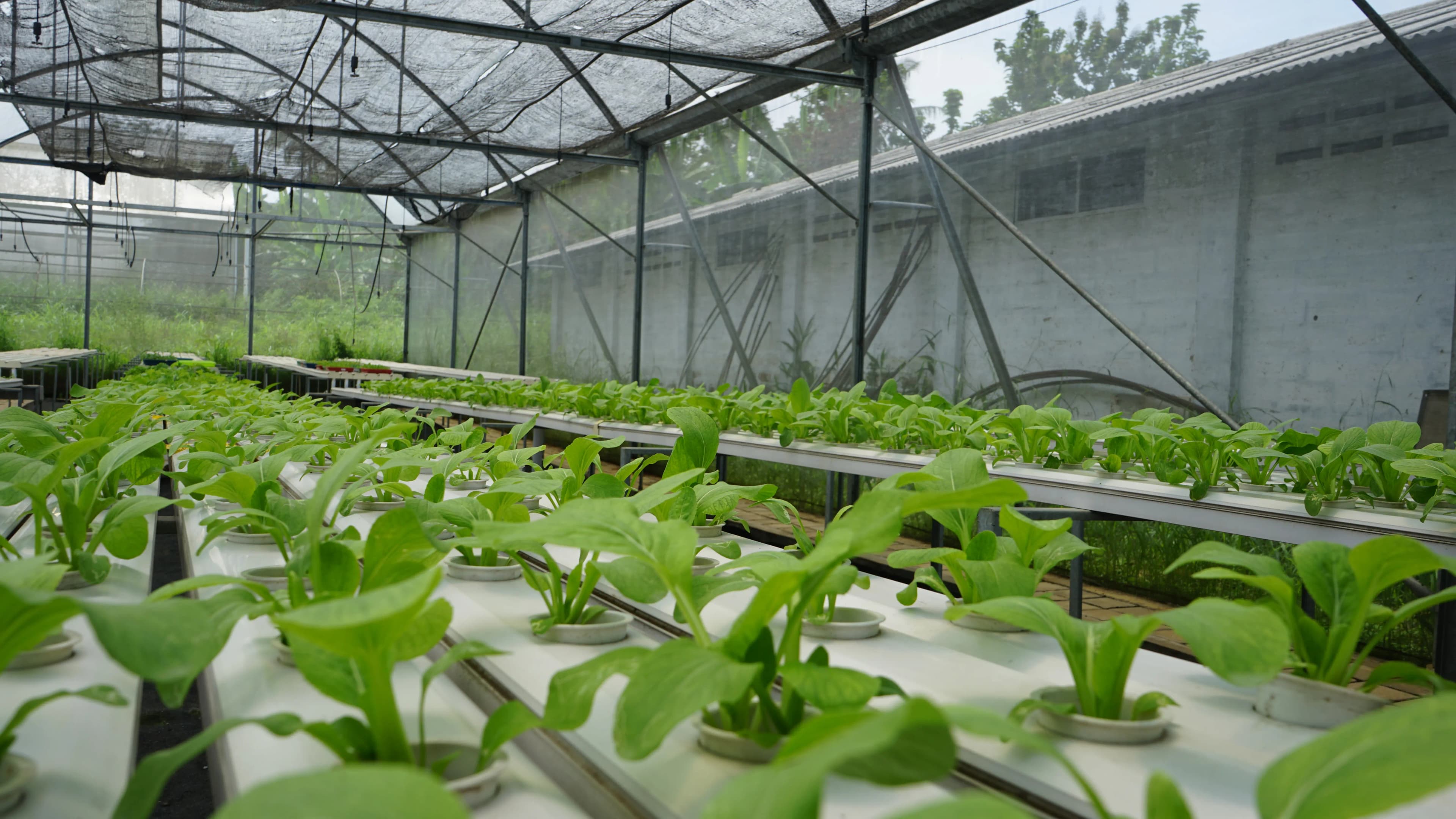Hidroponik NFT