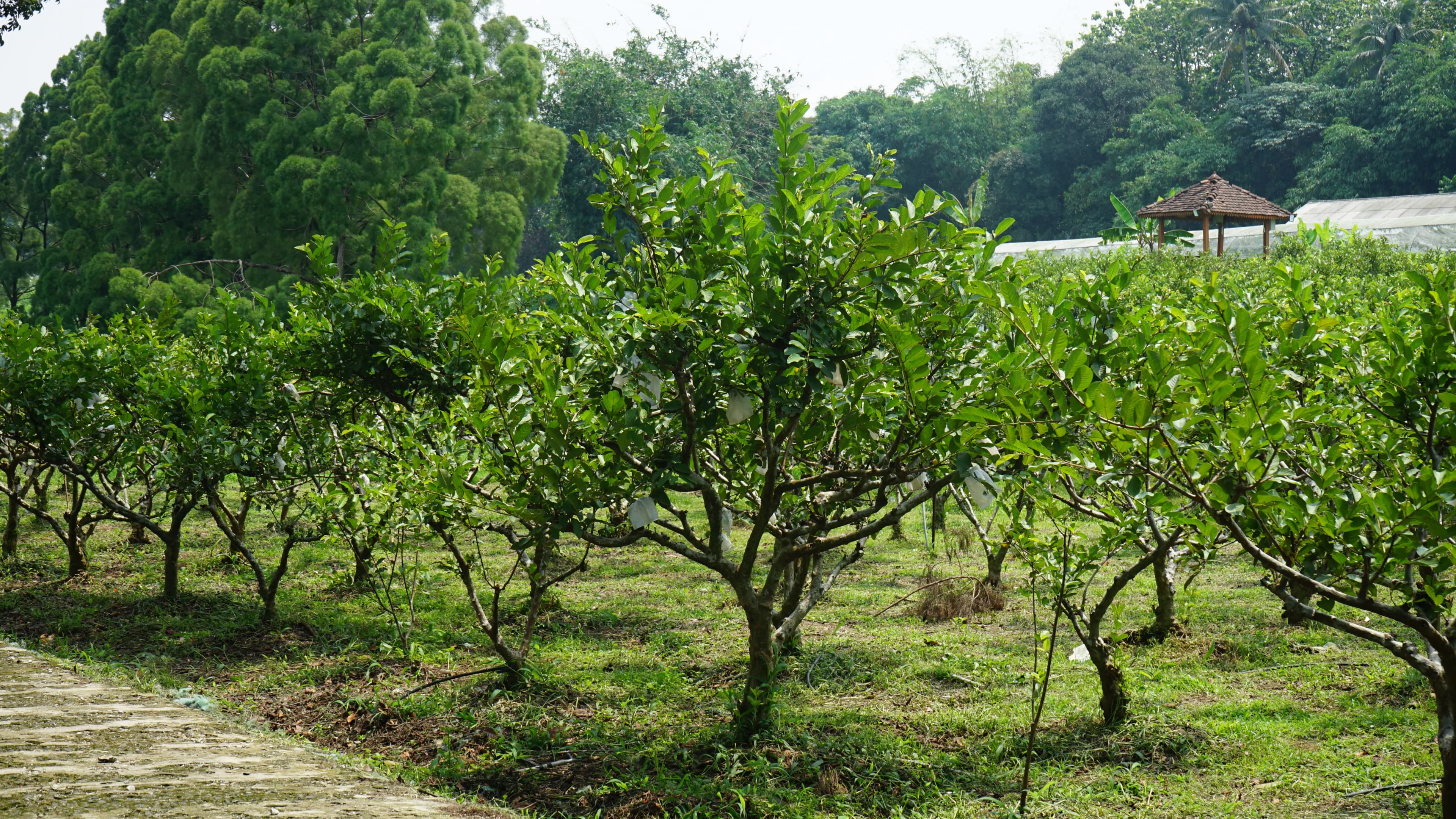 Kebun Jambu